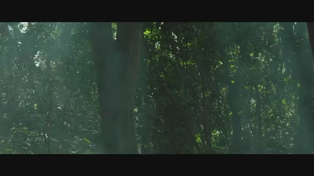 動画を読み込む: 